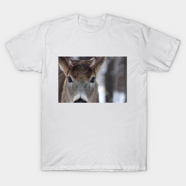 White-tailed Deer Buck up close and personal T-Shirt by Jim Cumming